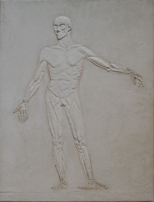 James Yuncken, After Plate 1a, Tabulae Sceleti et Musculorum Corporis Humani by Bernhard Siegfried Albinus - 
		80 x 61 cm, 1997